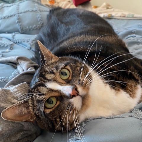 Enlarge Angel, a Adoptable Domestic Short Hair in Washington, DC image 3/6