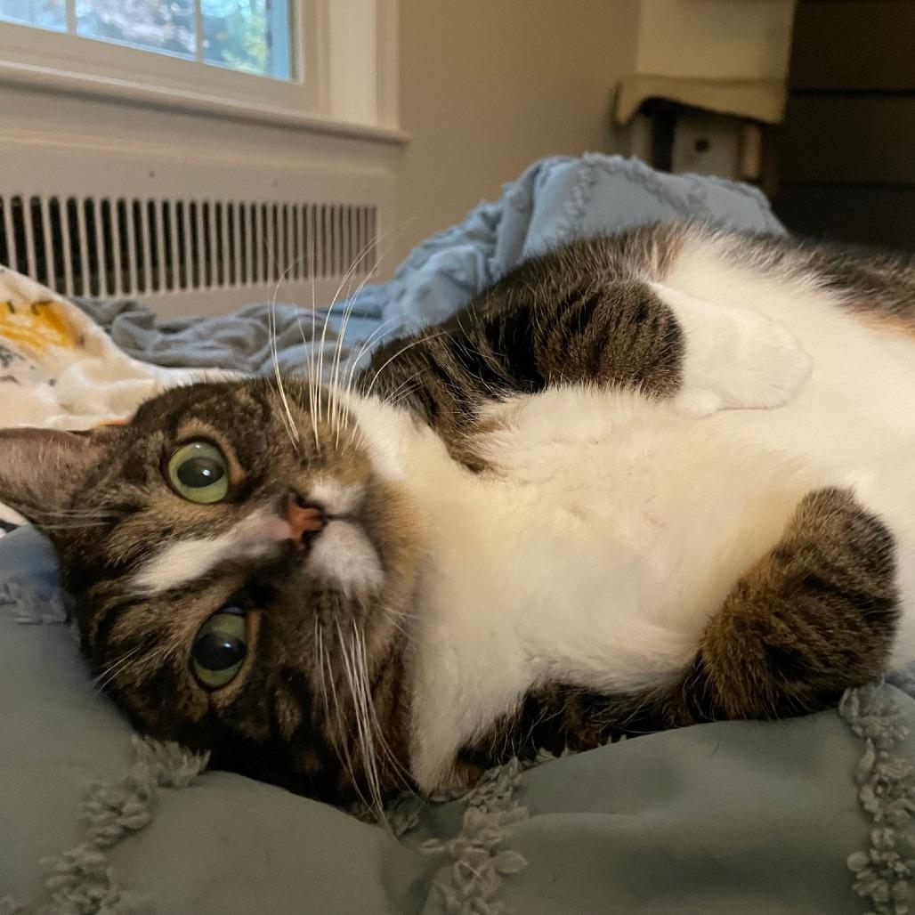 Enlarge Angel, a Adoptable Domestic Short Hair in Washington, DC image 4/6