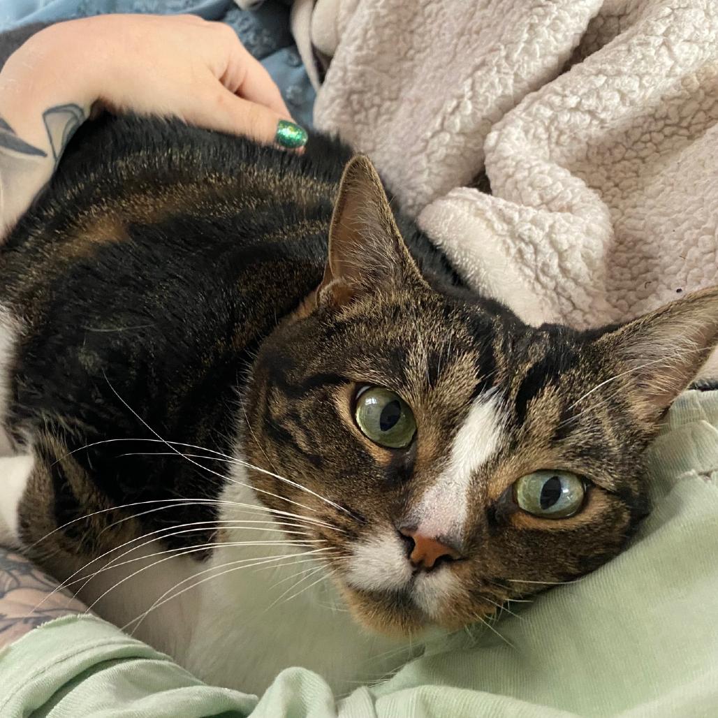 Enlarge Angel, a Adoptable Domestic Short Hair in Washington, DC image 5/6