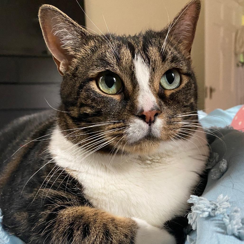 Enlarge Angel, a Adoptable Domestic Short Hair in Washington, DC image 6/6