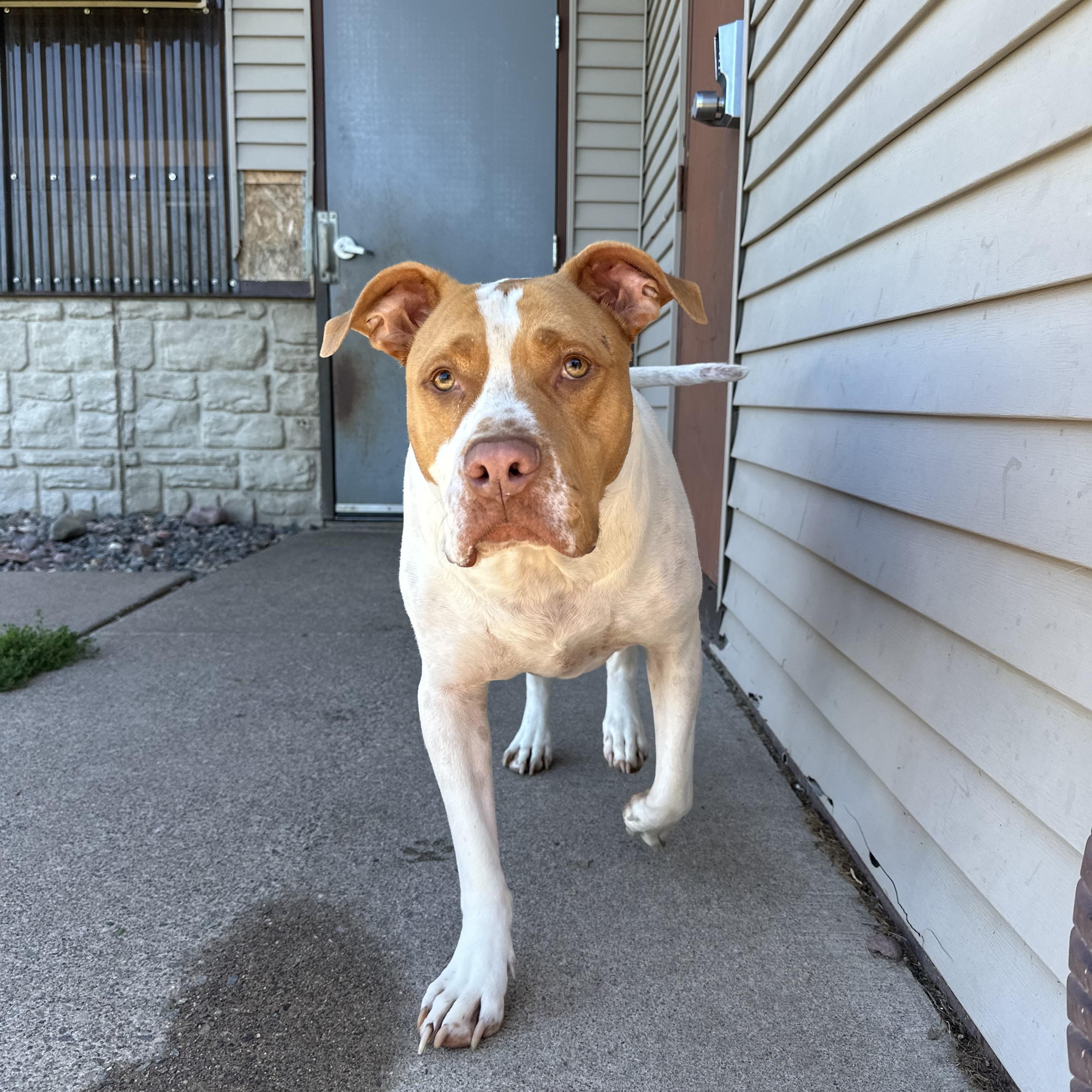 Axel, Adoptable, Adult Male Pit Bull Terrier.
