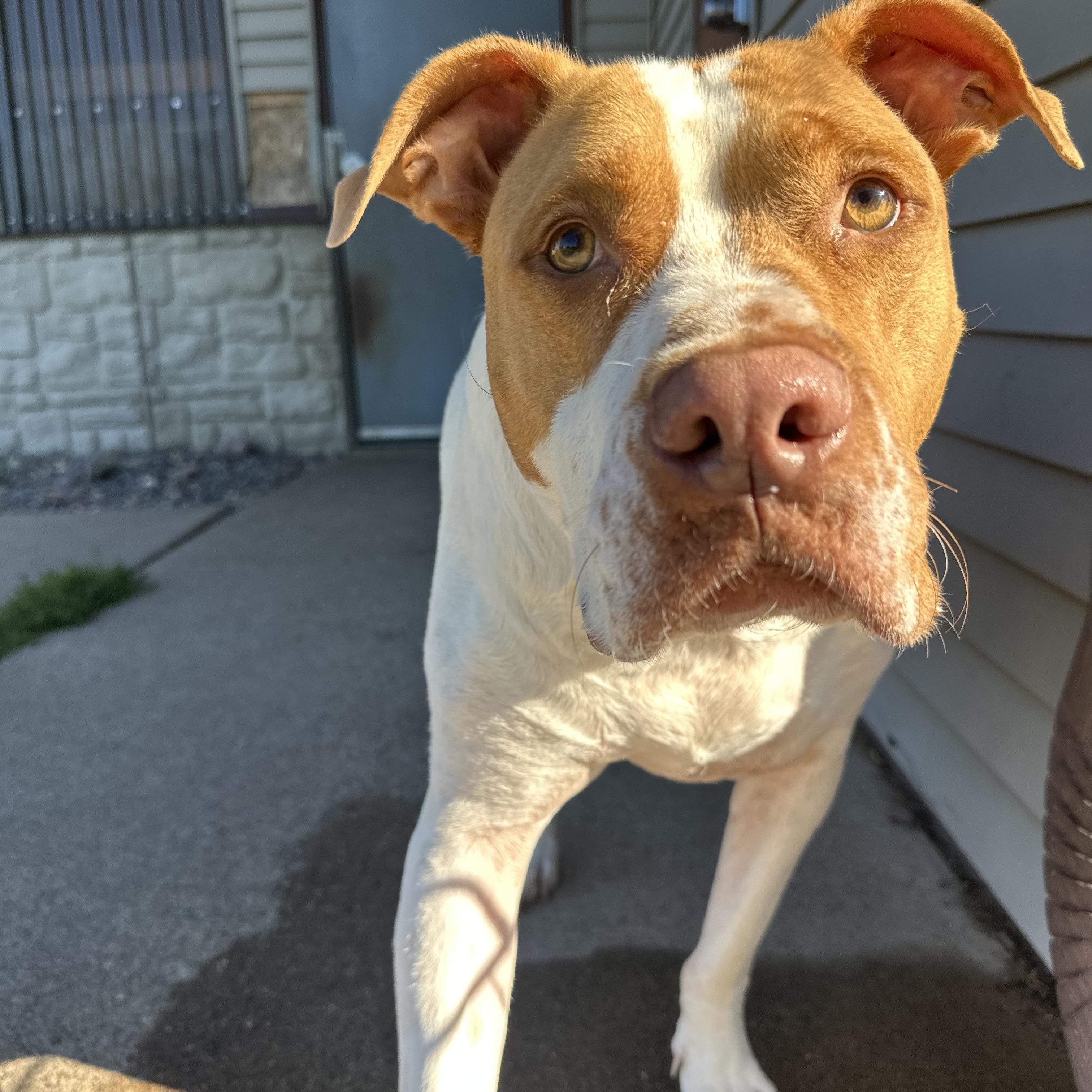 Enlarge Axel, a Adoptable Pit Bull Terrier in Chippewa Falls, WI image 2/3