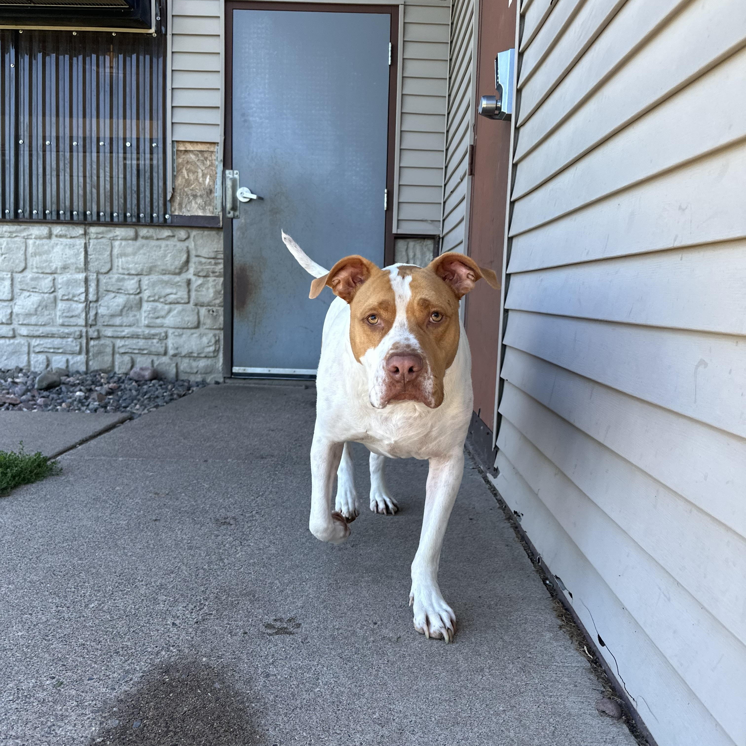 Enlarge Axel, a Adoptable Pit Bull Terrier in Chippewa Falls, WI image 3/3