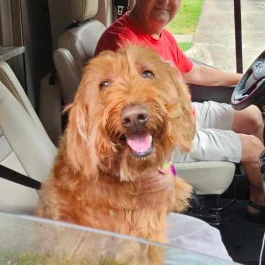 Chloe, a Adopted Goldendoodle in Houston, TX image 1/6