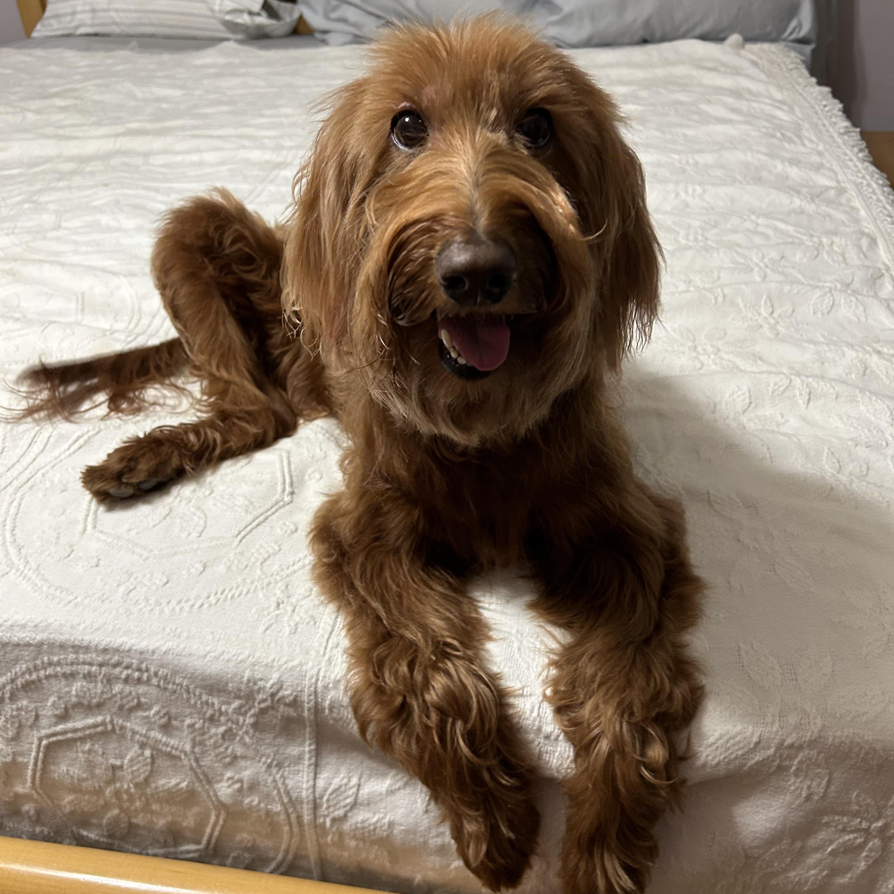 Chloe, a Adopted Goldendoodle in Houston, TX image 4/6