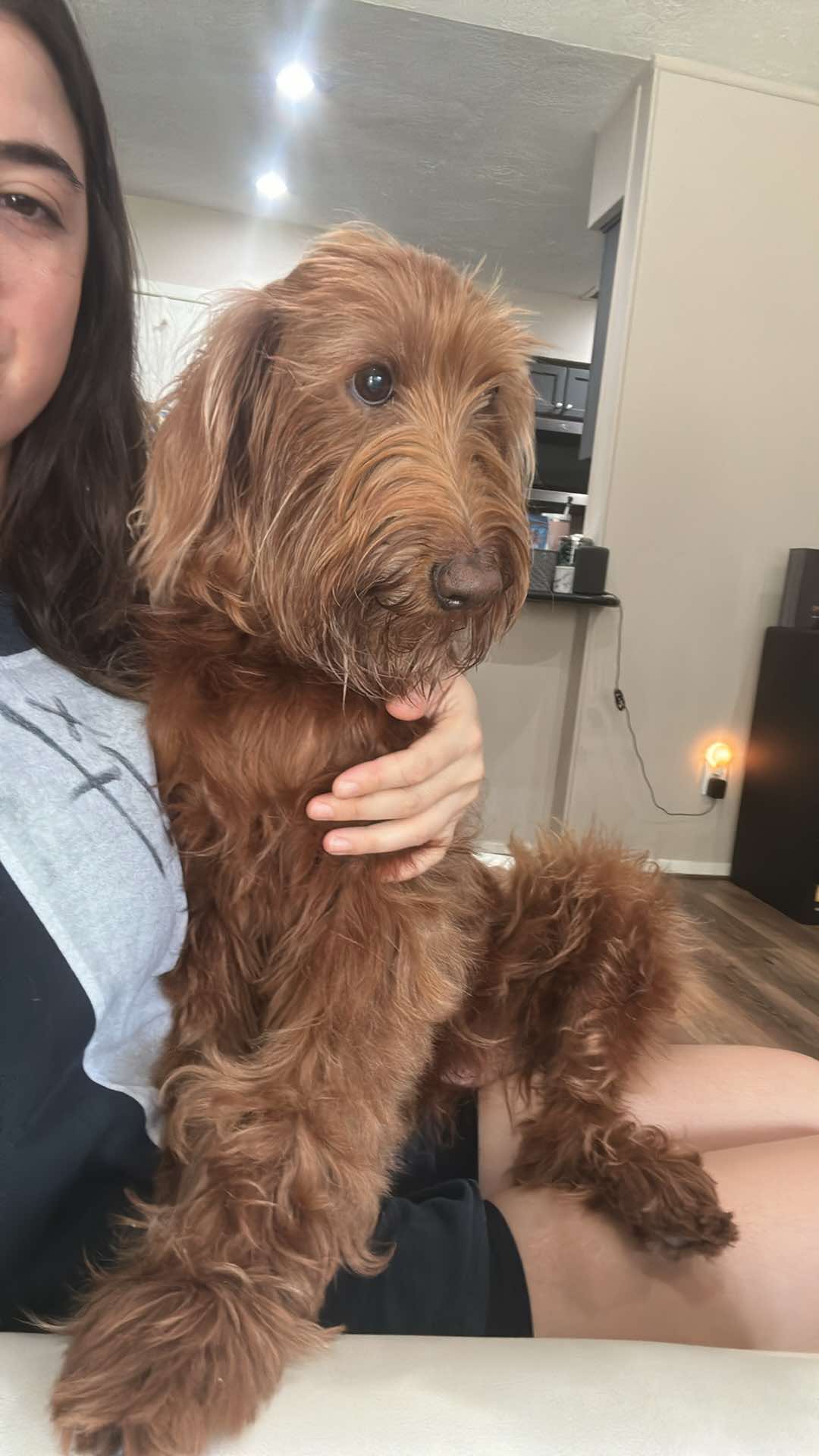 Chloe, a Adopted Goldendoodle in Houston, TX image 5/6