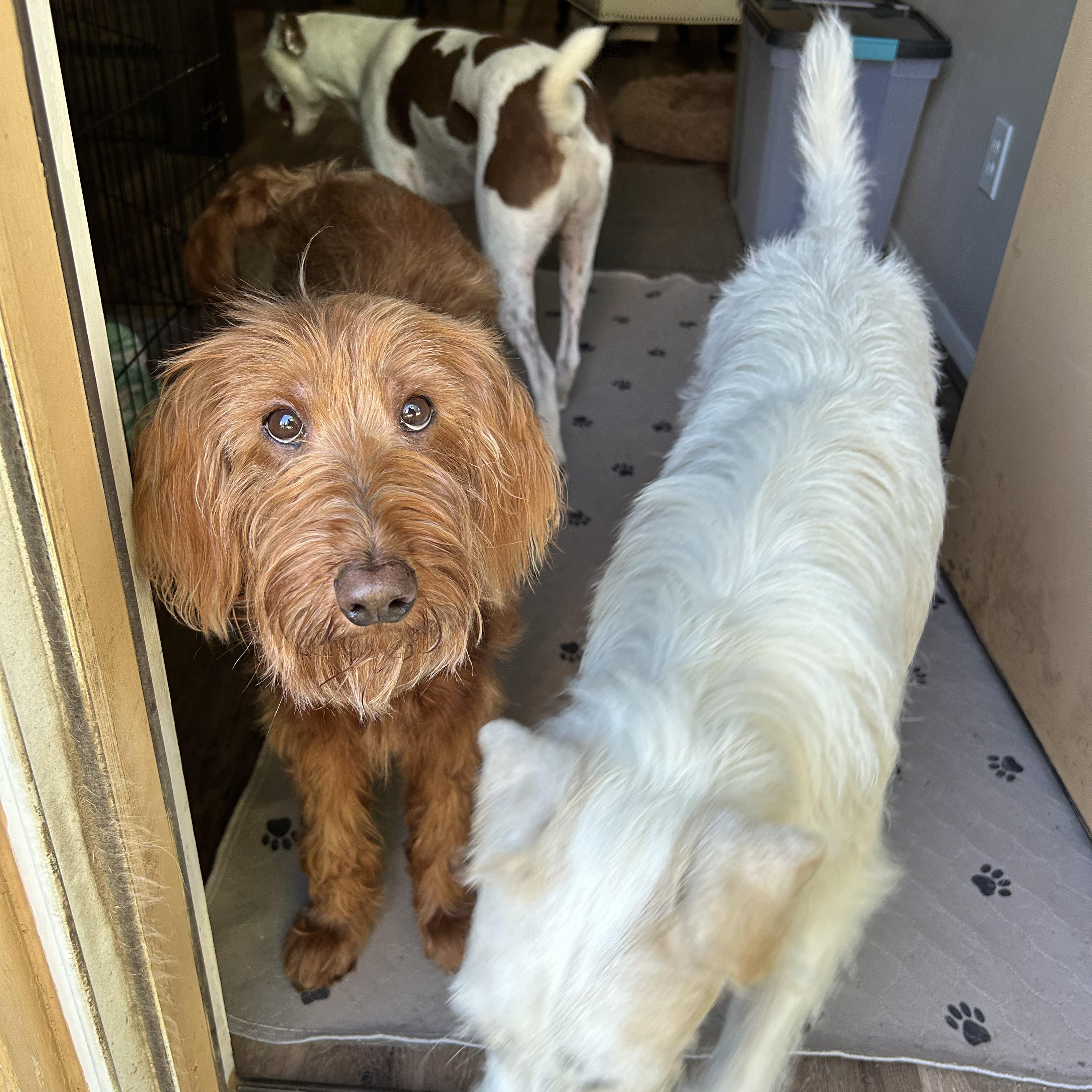 Chloe, a Adopted Goldendoodle in Houston, TX image 6/6