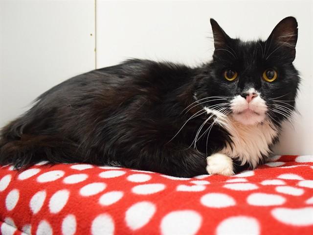 Enlarge SOCKS, a Adoptable mixed breed in Sacramento, CA image 1/1