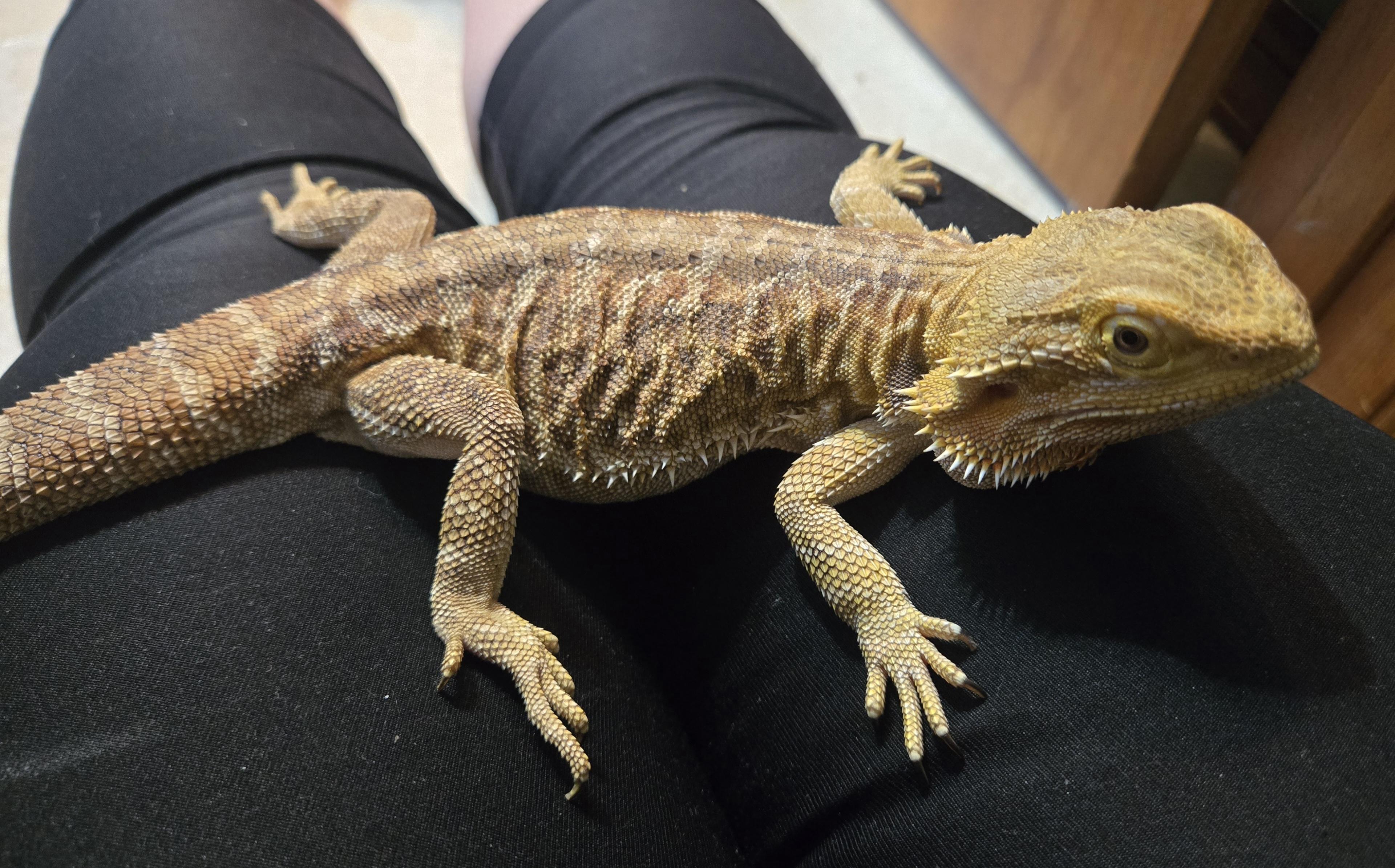 Spike, a ADOPTABLE Bearded Dragon in St. Cloud, FL image 2/4