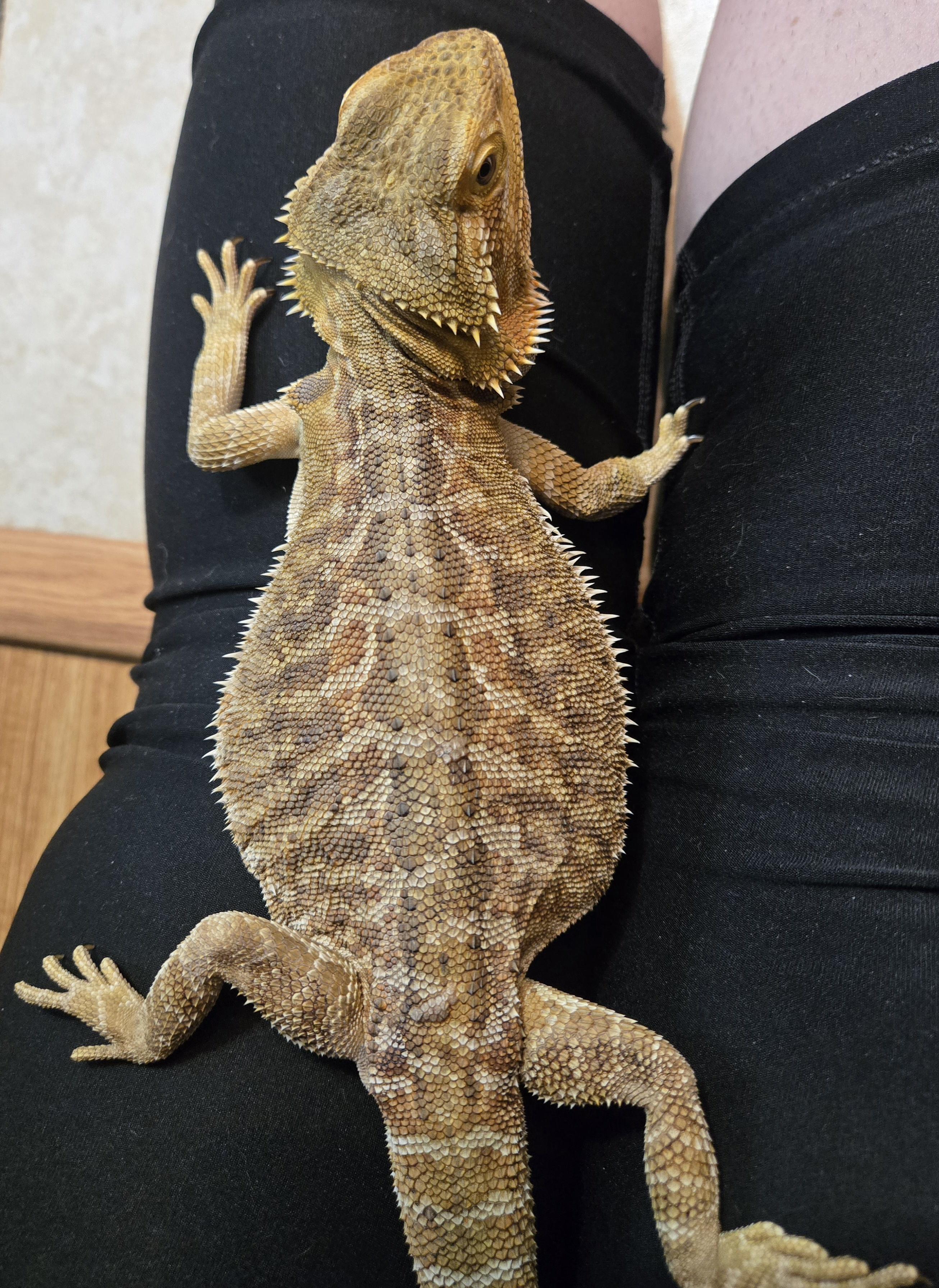 Spike, a ADOPTABLE Bearded Dragon in St. Cloud, FL image 4/4