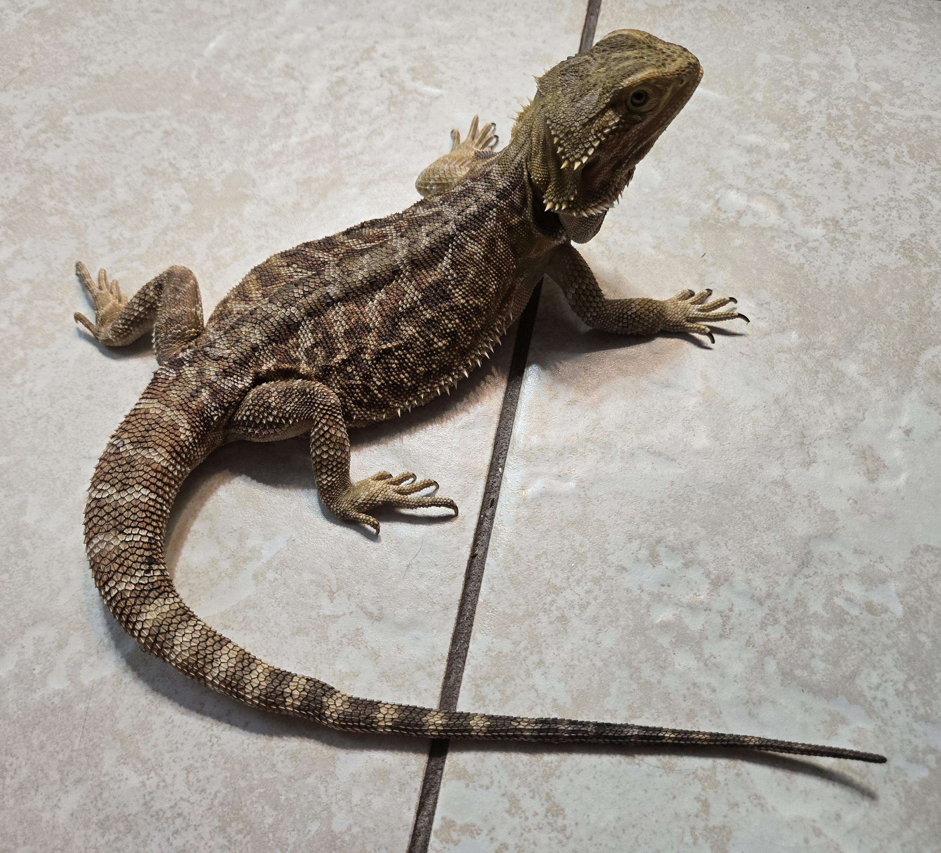 Spike, ADOPTABLE, Adult Unknown Bearded Dragon.