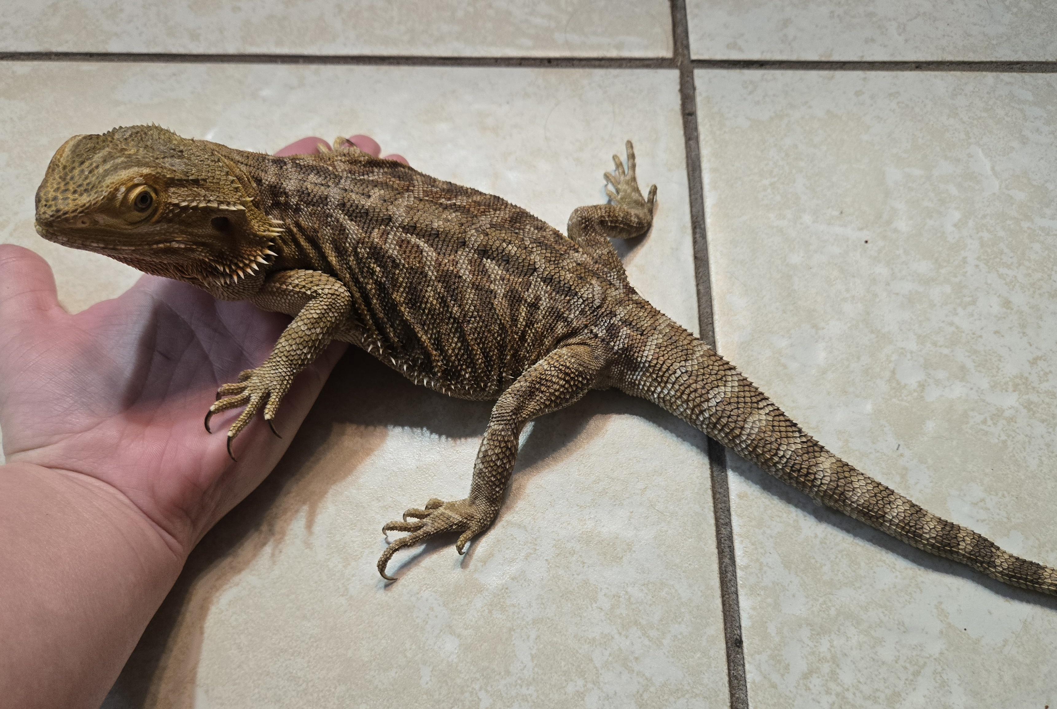 Spike, a ADOPTABLE Bearded Dragon in St. Cloud, FL image 3/4