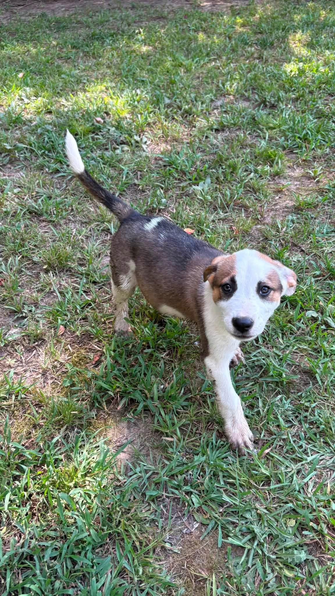 Enlarge Nancy, a Adoptable Mixed Breed in Berwick, ME image 2/2