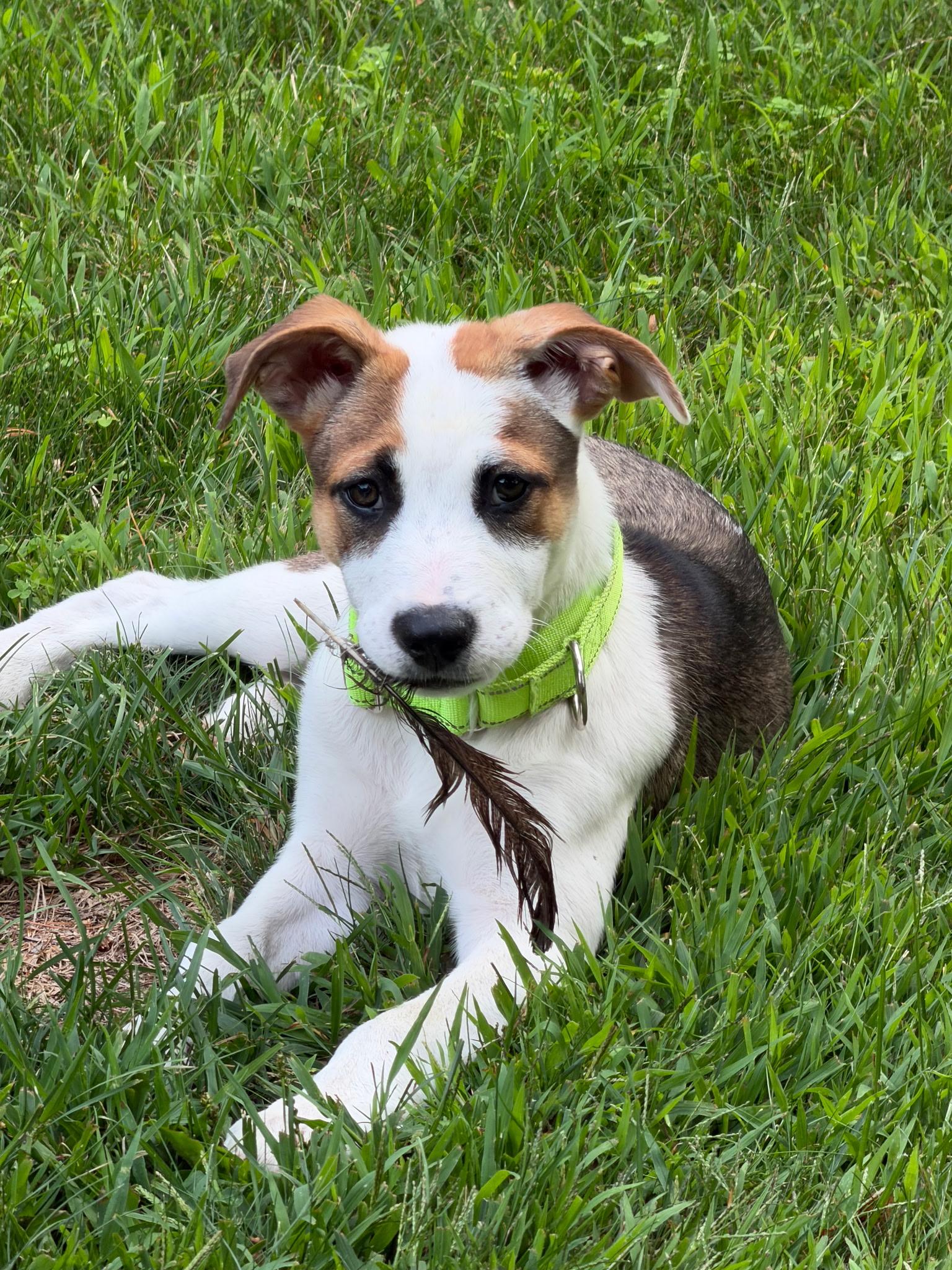 Nancy, Adoptable, Puppy Female Mixed Breed.