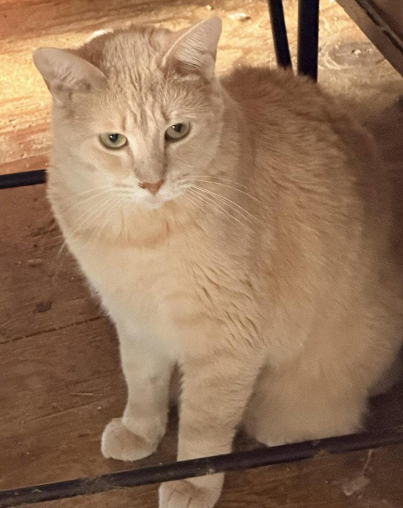 Buffy, Adoptable, Adult Female Domestic Short Hair.