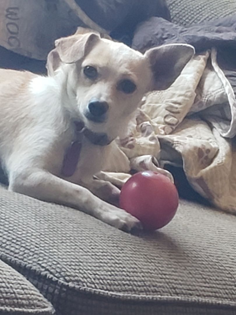 BERNIE, a Adoptable mixed breed in Phoenix, AZ image 1/10