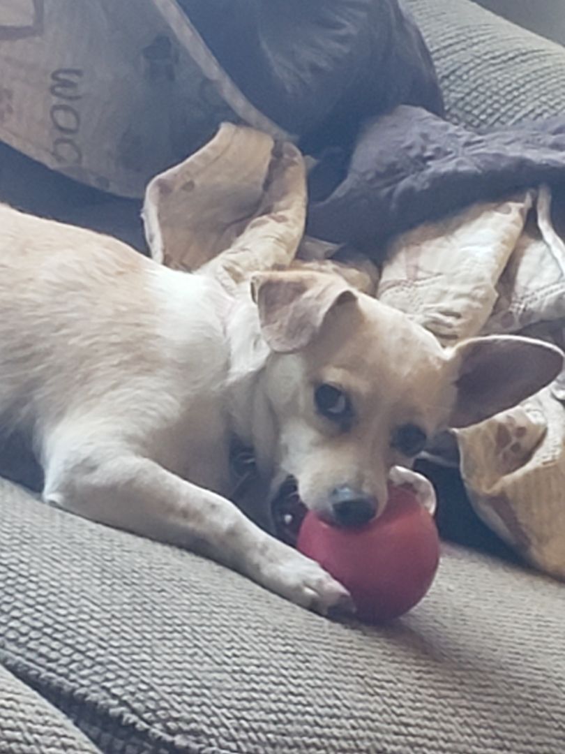 BERNIE, a Adoptable mixed breed in Phoenix, AZ image 2/10