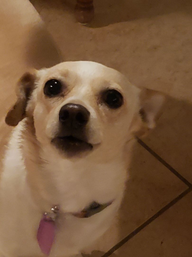 BERNIE, an adoptable Basenji, Chihuahua in Phoenix, AZ, 85016 | Photo Image 4