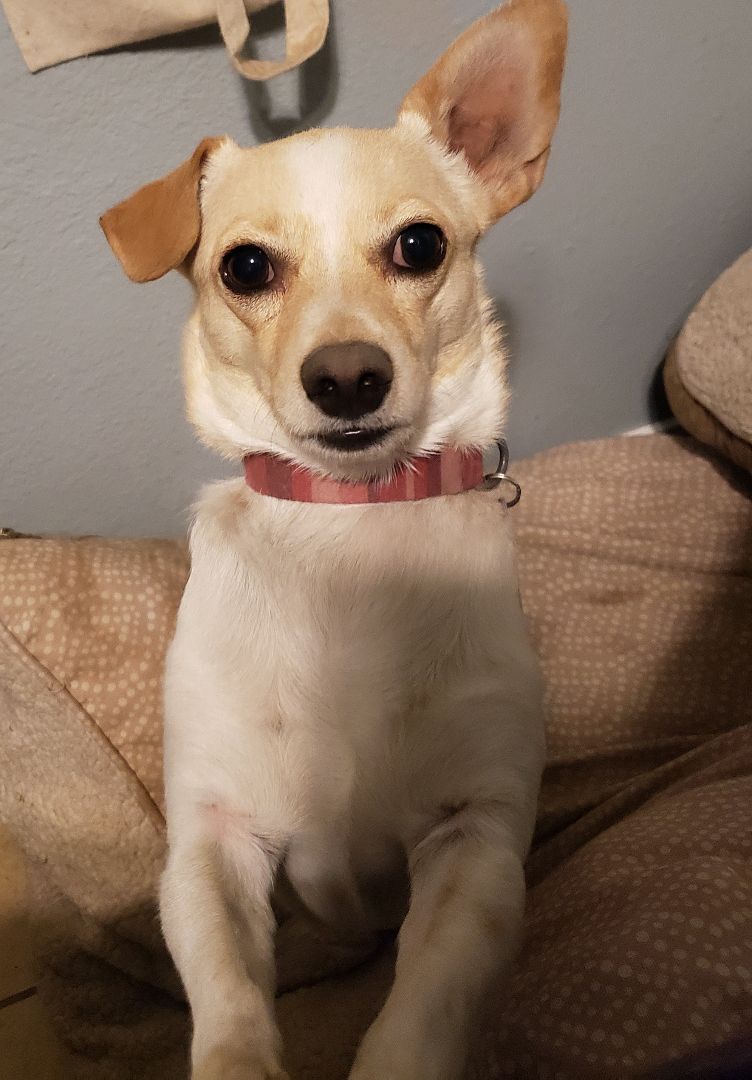BERNIE, an adoptable Basenji, Chihuahua in Phoenix, AZ, 85016 | Photo Image 2