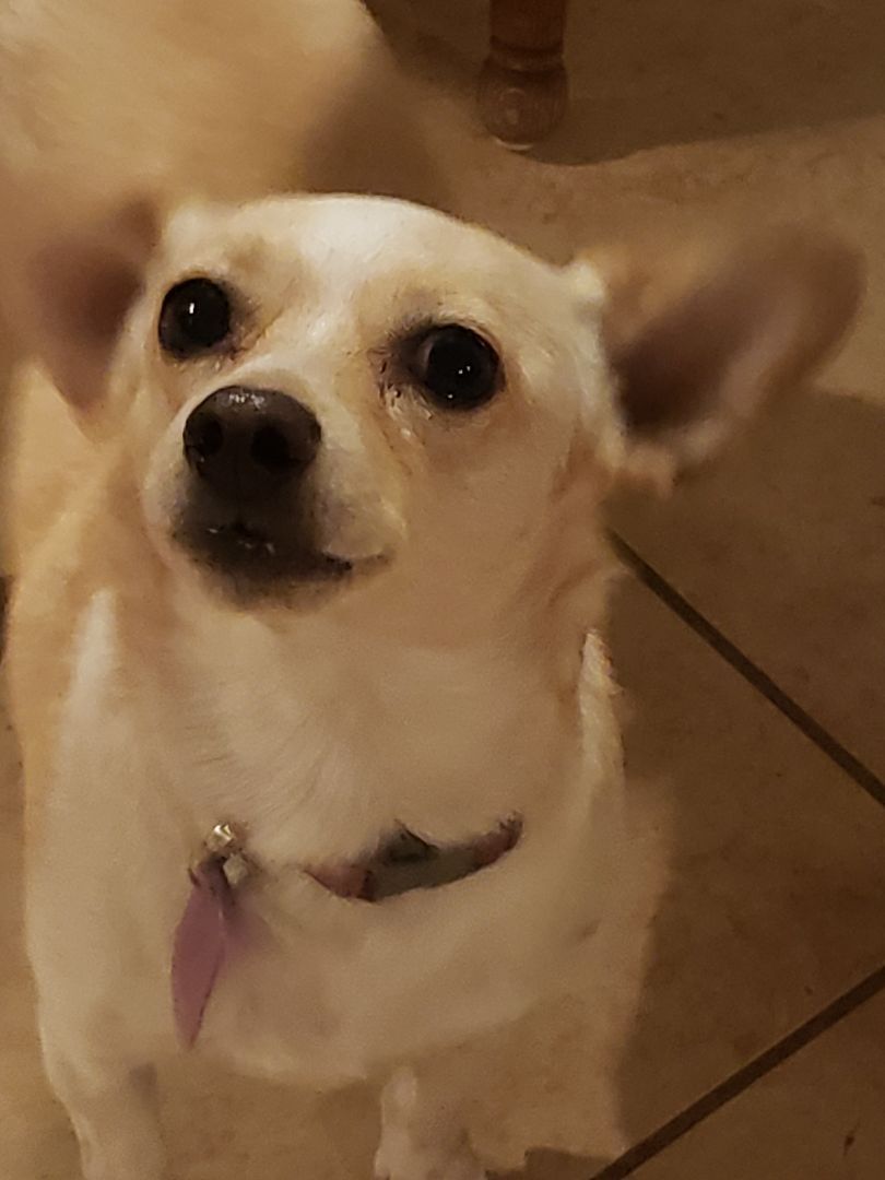 BERNIE, an adoptable Basenji, Chihuahua in Phoenix, AZ, 85016 | Photo Image 3