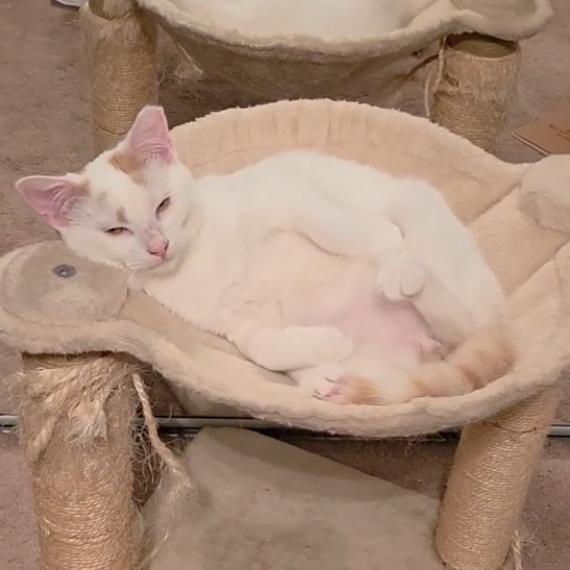 Carl, Adoptable, Young Male Domestic Short Hair.