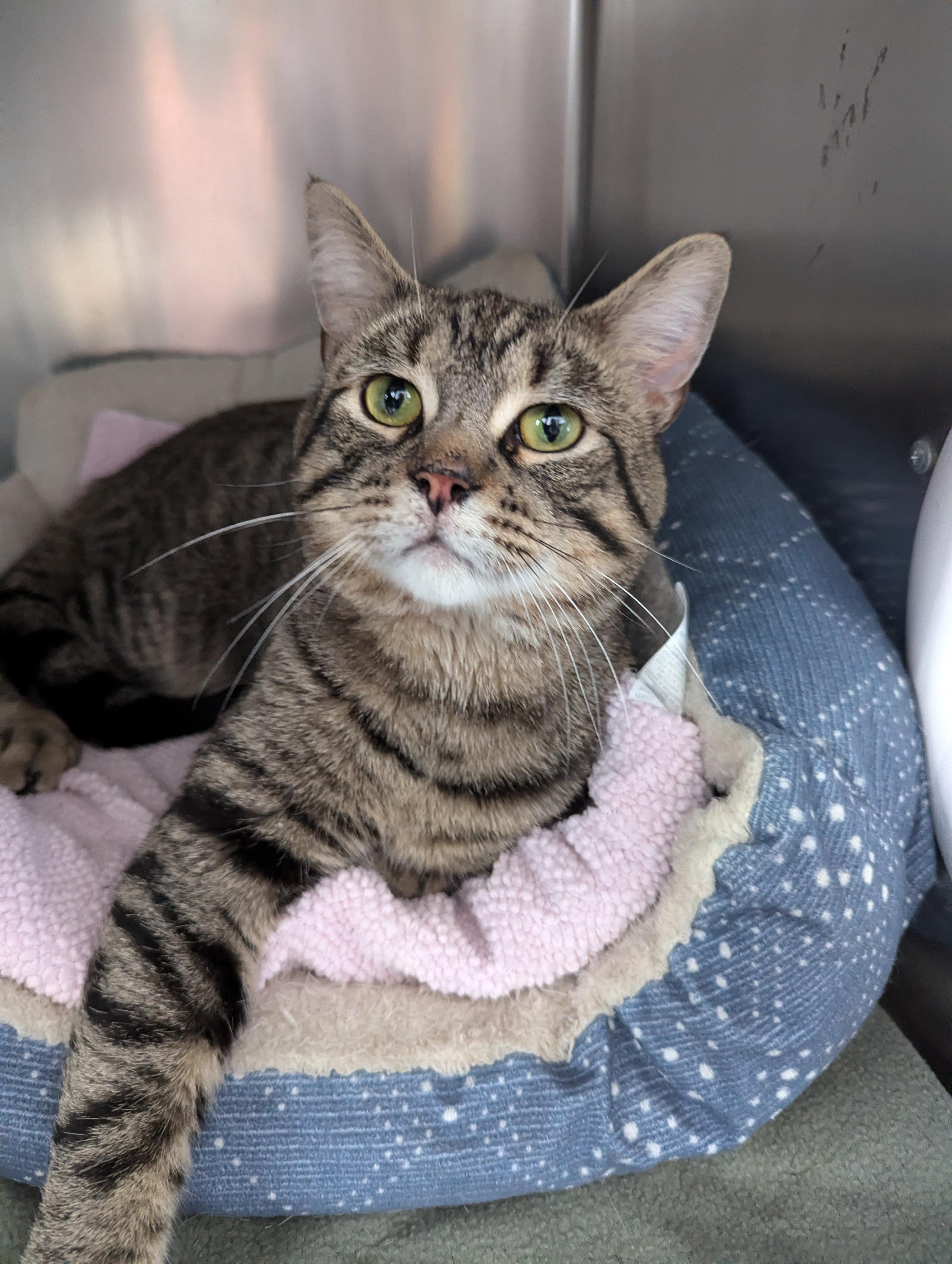 Dumpling (Social Barn Cat)