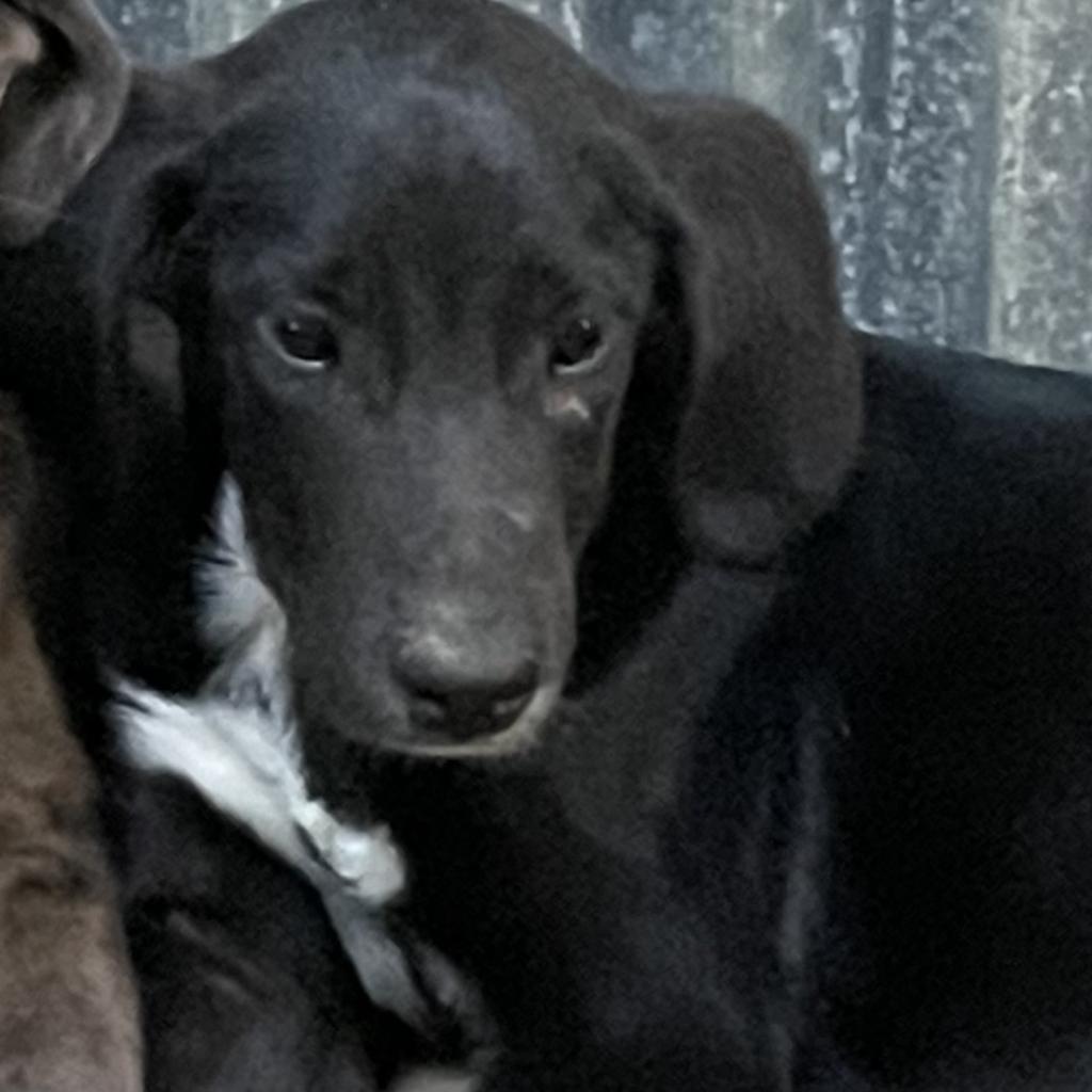 Tulsi, Adoptable, Adult Female Hound & Catahoula Leopard Dog.