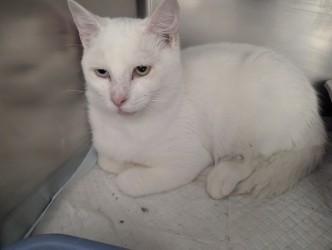 Dempsey17791H, ADOPTABLE, Adult Male Domestic Short Hair.