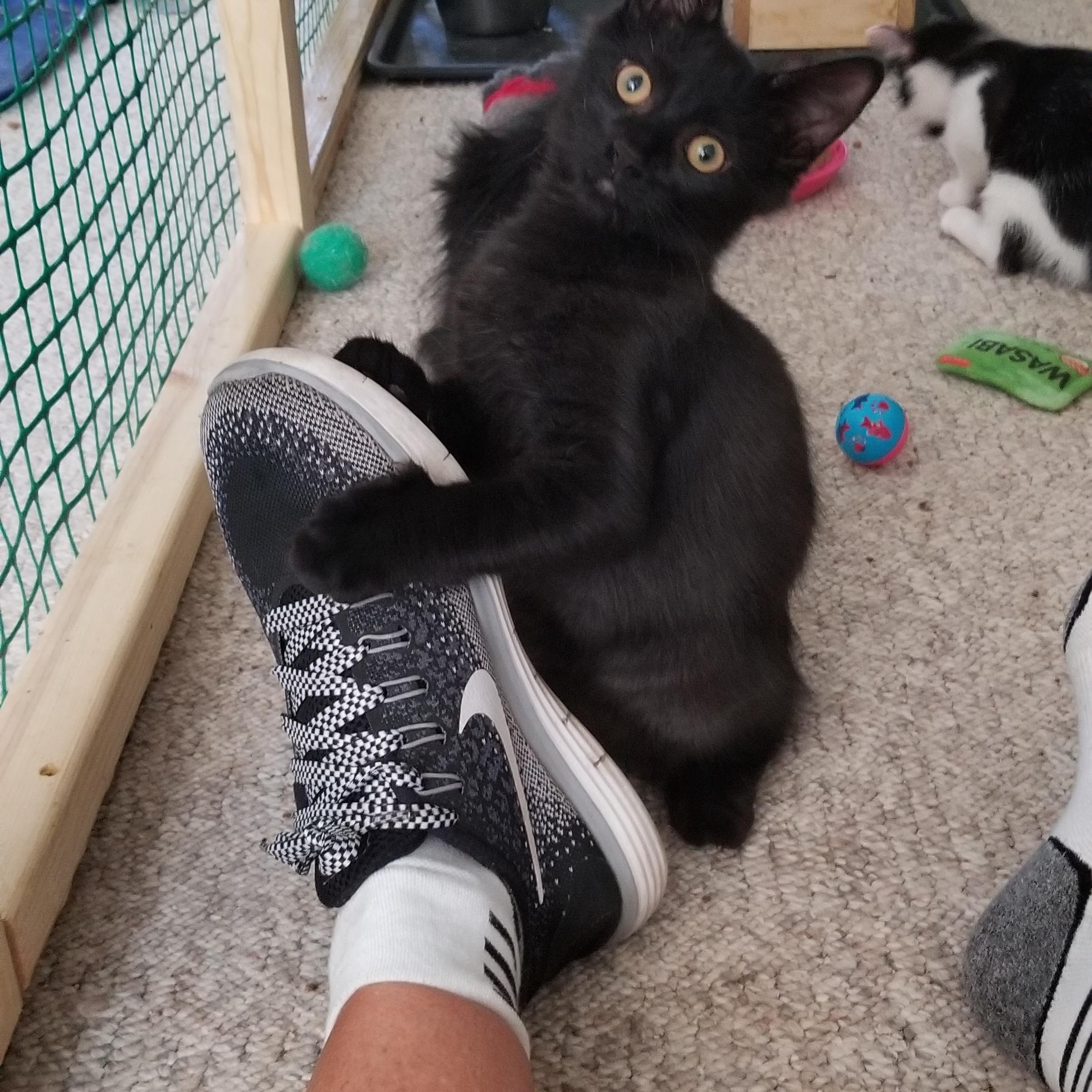 Enlarge Topaz, a Adoptable Domestic Short Hair in Cleveland, OH image 3/6