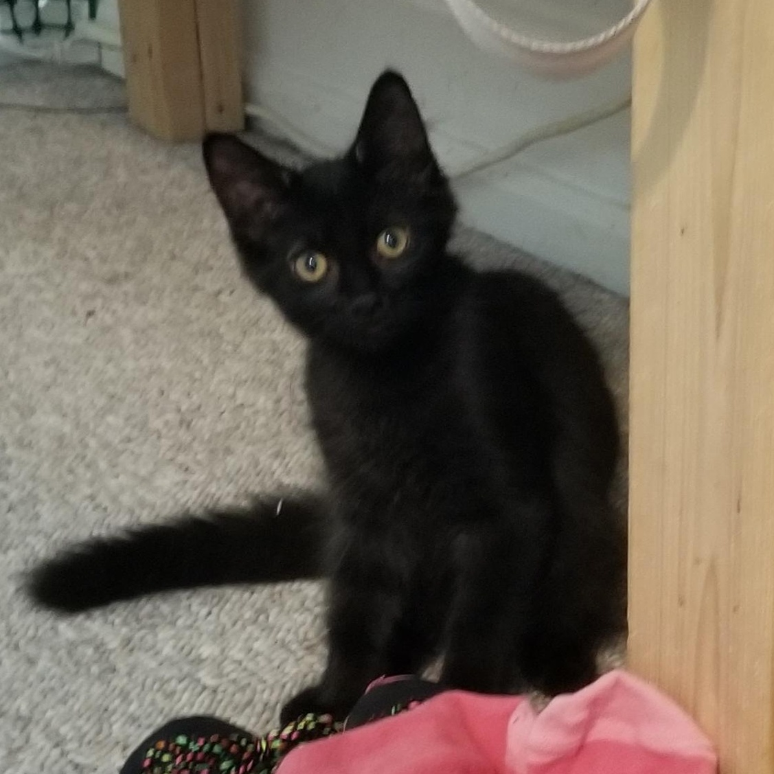 Enlarge Topaz, a Adoptable Domestic Short Hair in Cleveland, OH image 1/6