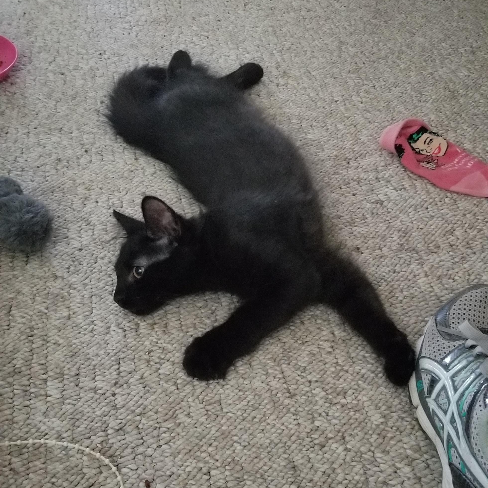 Enlarge Topaz, a Adoptable Domestic Short Hair in Cleveland, OH image 4/6