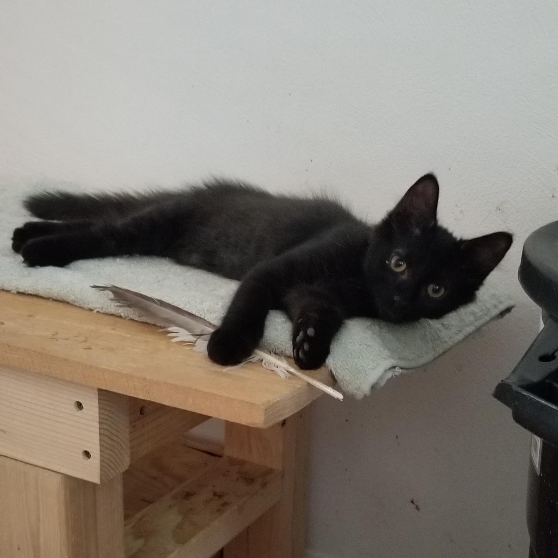 Enlarge Topaz, a Adoptable Domestic Short Hair in Cleveland, OH image 5/6