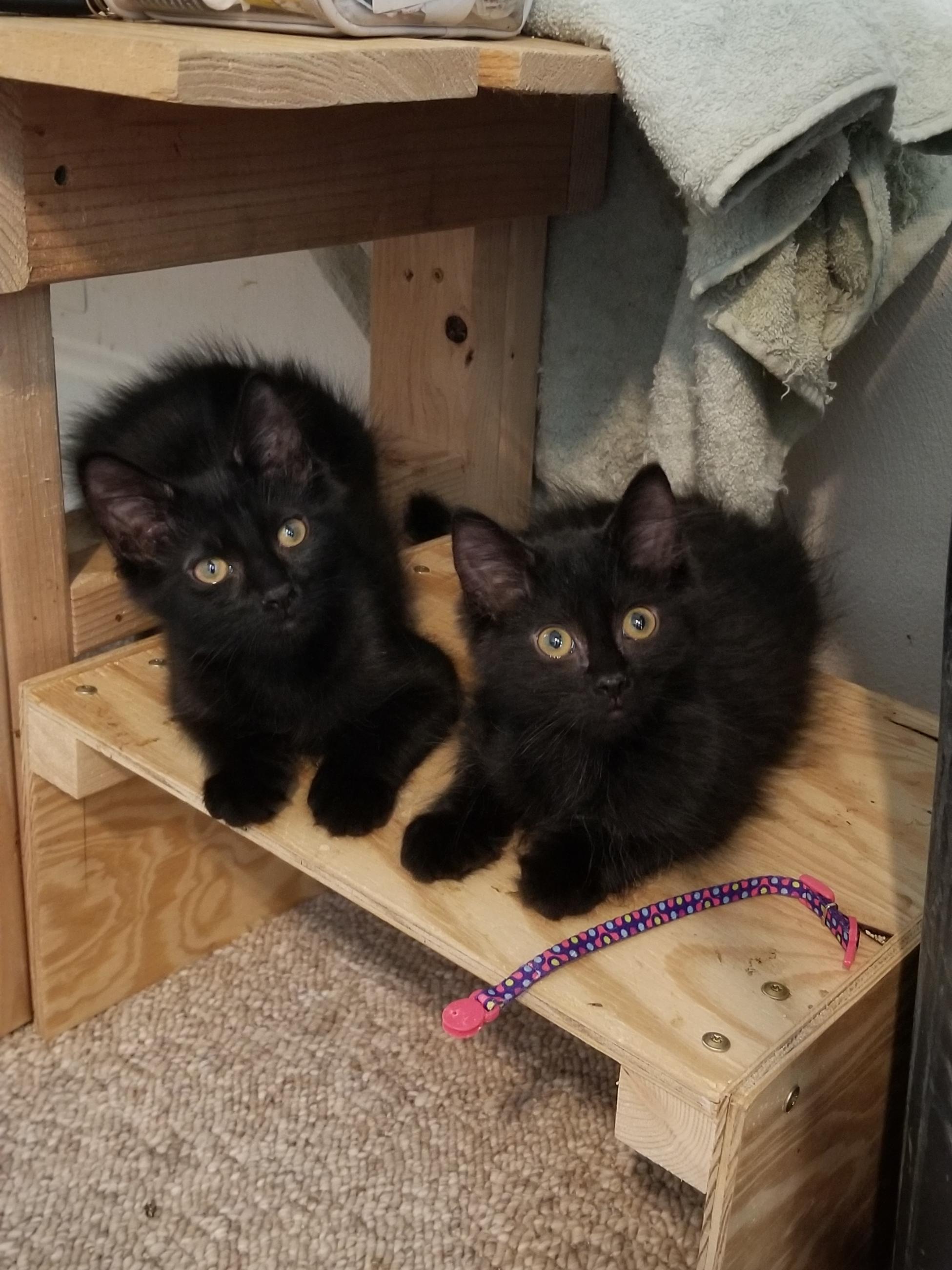 Enlarge Topaz, a Adoptable Domestic Short Hair in Cleveland, OH image 6/6