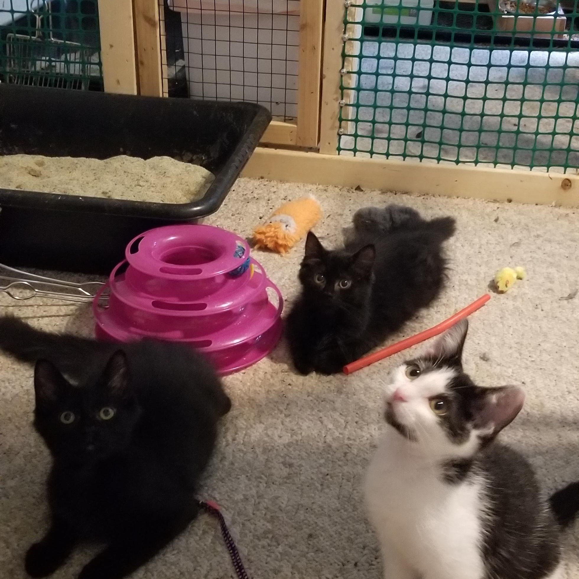 Enlarge Topaz, a Adoptable Domestic Short Hair in Cleveland, OH image 2/6