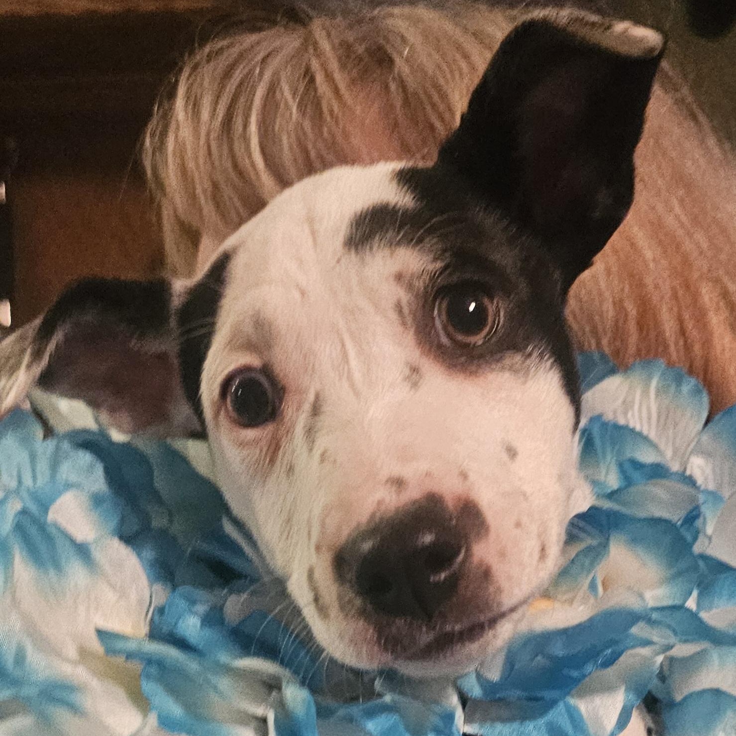 Sweet Pea, an adopted mixed breed in Clarkdale, AZ image 1/2