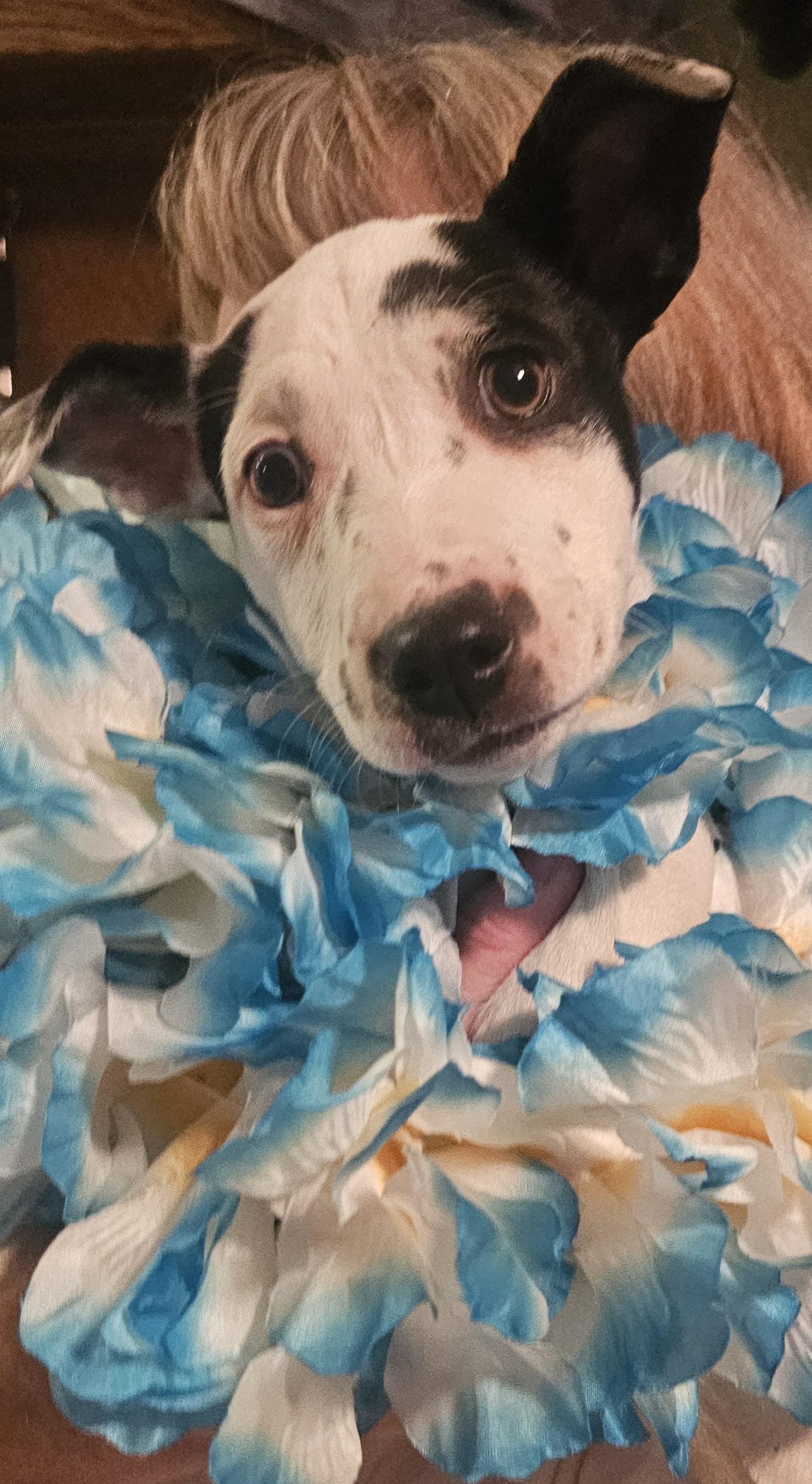 Sweet Pea, an adopted mixed breed in Clarkdale, AZ image 2/2