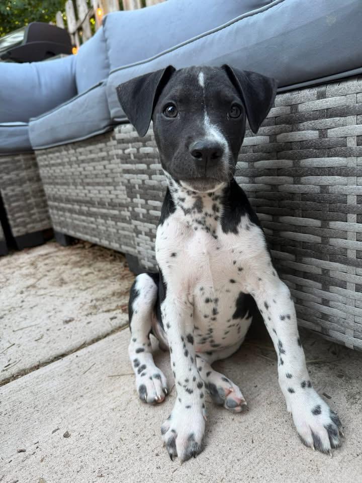 Maverick, Adopted, Puppy Male American Staffordshire Terrier.