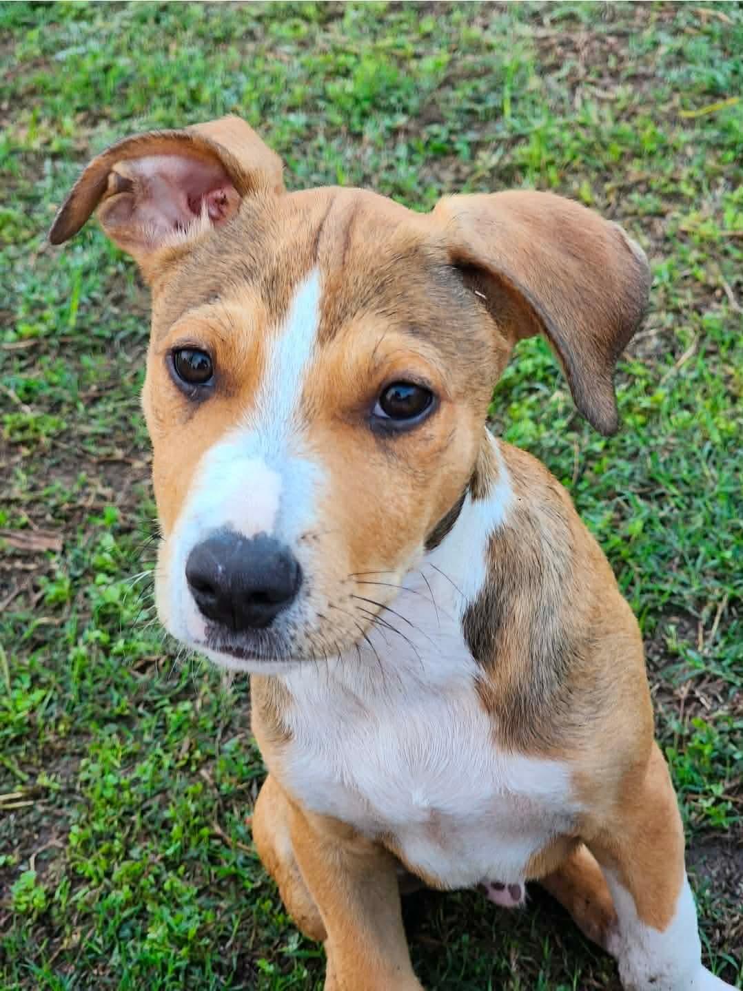 Enlarge Skittles, a Adoptable mixed breed in Arlington , WA image 6/6