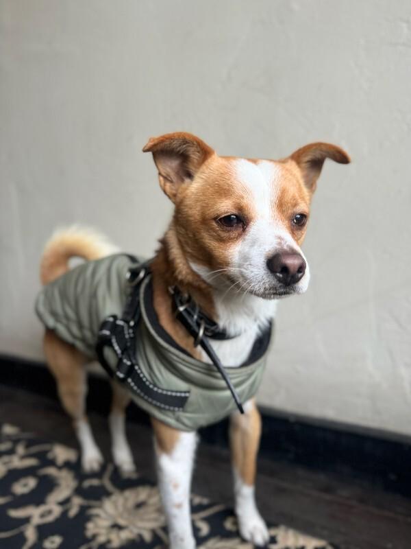 Parker, Adoptable, Adult Male Chihuahua.