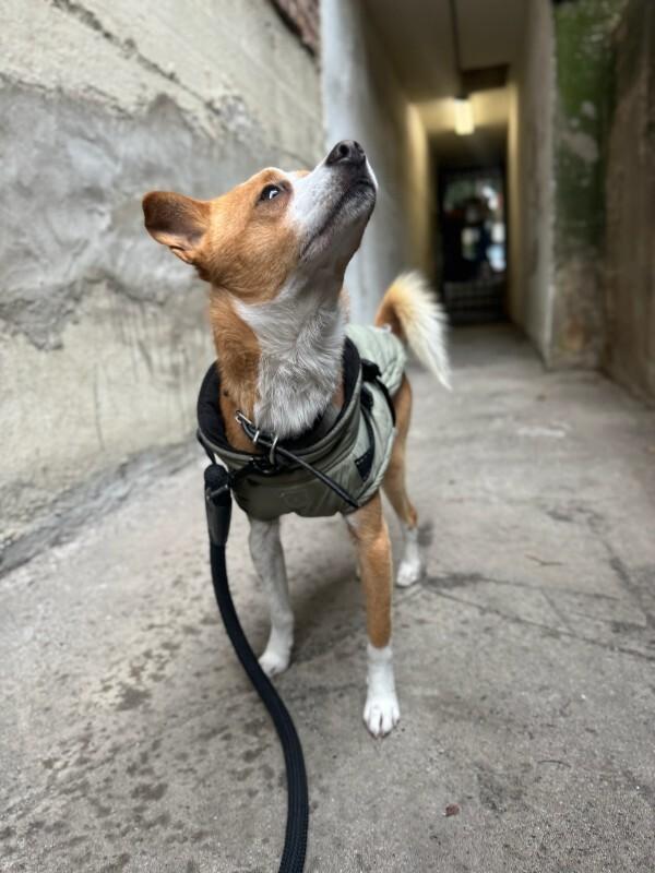 Enlarge Parker, a Adoptable Chihuahua in Manhattan Beach, CA image 2/5