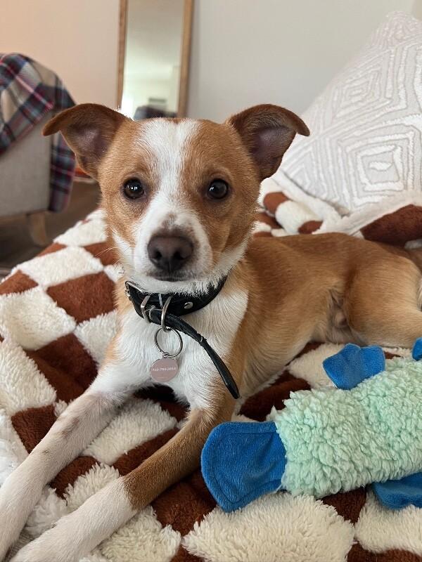 Parker, Adoptable, Adult Male Chihuahua.