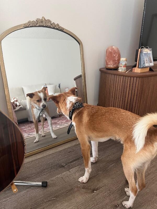 Enlarge Parker, a Adoptable Chihuahua in Manhattan Beach, CA image 2/6