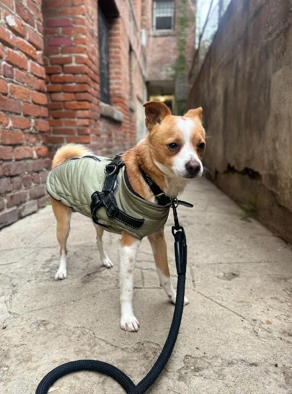 Enlarge Parker, a Adoptable Chihuahua in Manhattan Beach, CA image 4/5