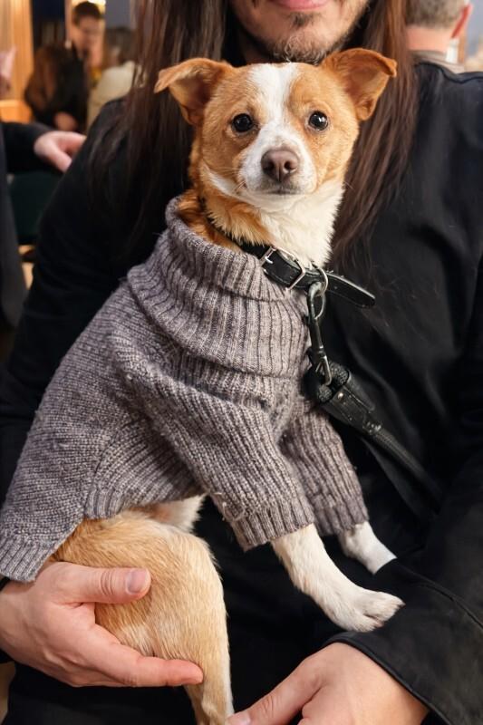 Enlarge Parker, a Adoptable Chihuahua in Manhattan Beach, CA image 5/5