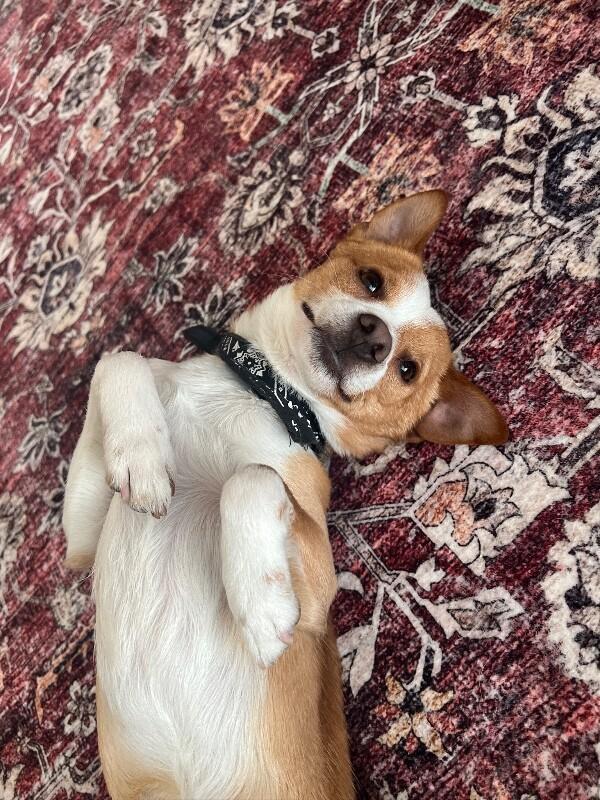 Enlarge Parker, a Adoptable Chihuahua in Manhattan Beach, CA image 5/6