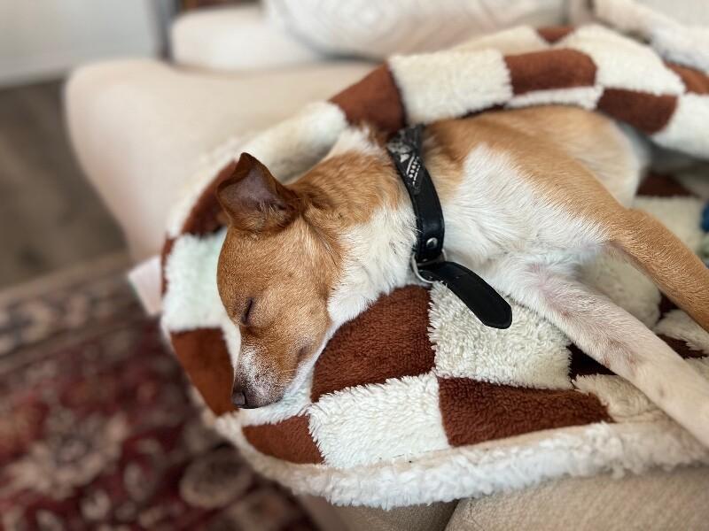 Enlarge Parker, a Adoptable Chihuahua in Manhattan Beach, CA image 6/6