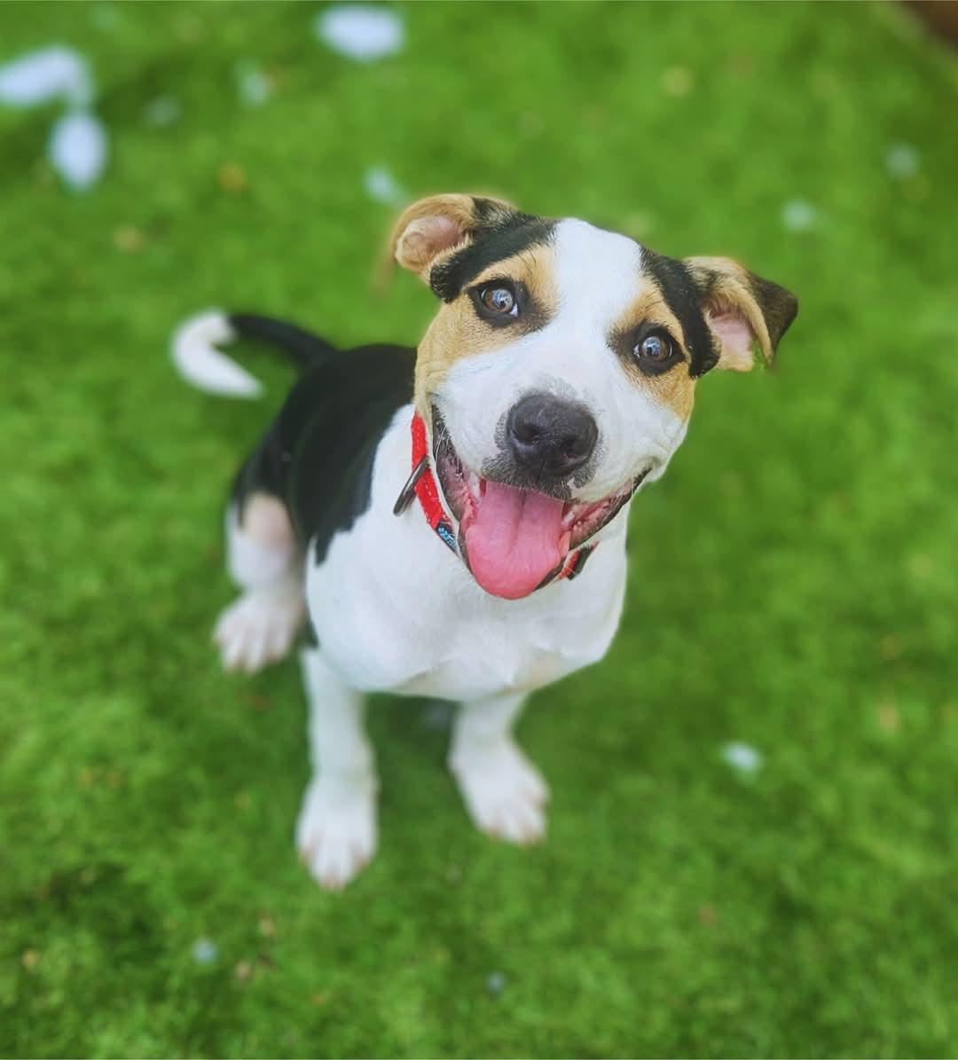 Dewey, a Adopted Hound in Berkeley Springs, WV image 1/3
