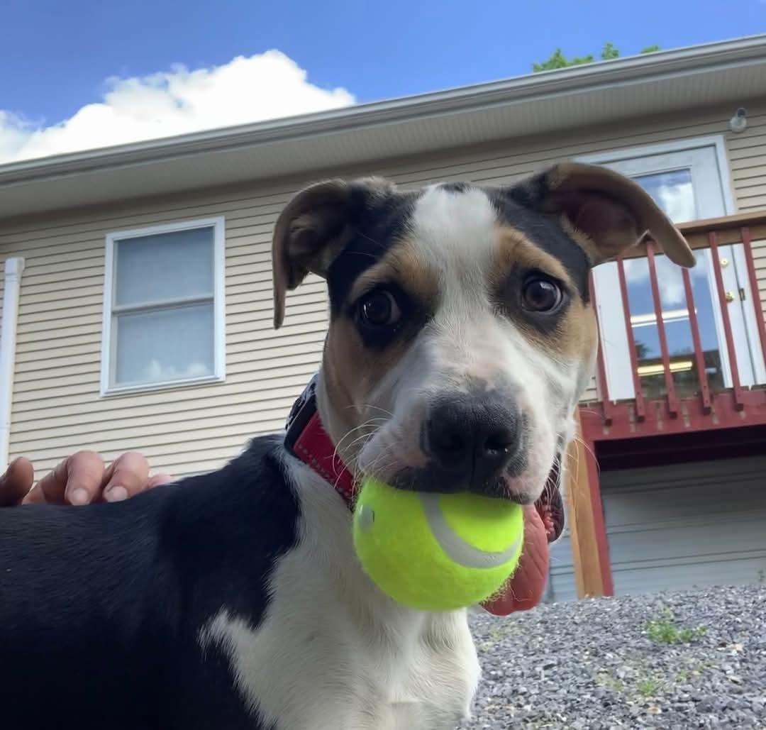Dewey, a Adopted Hound in Berkeley Springs, WV image 2/3
