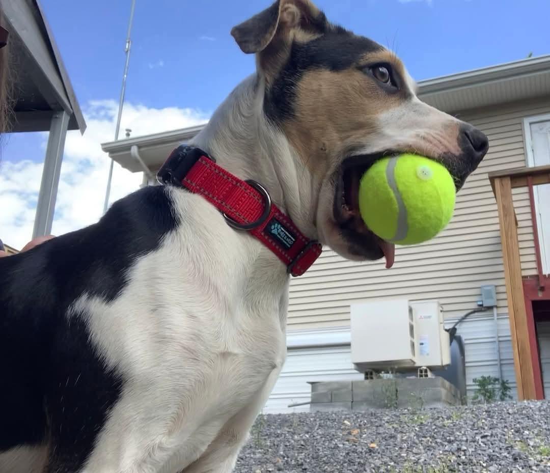 Dewey, a Adopted Hound in Berkeley Springs, WV image 3/3