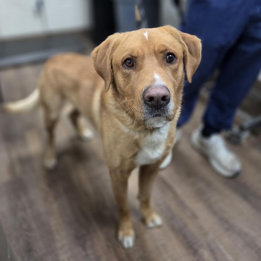 Gingerbread, a Adoptable mixed breed in Incline Village, NV image 1/6